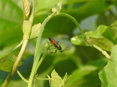 Ectrychotes andreae