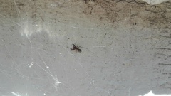 Synageles dalmaticus