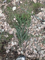 Picea abies