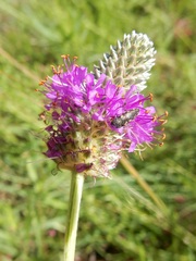 Dalea compacta pubescens