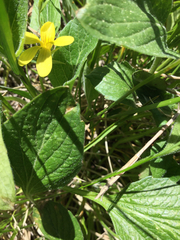 Viola praemorsa linguifolia