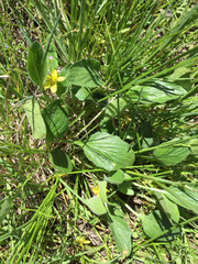 Viola praemorsa linguifolia