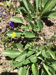 Viola praemorsa linguifolia