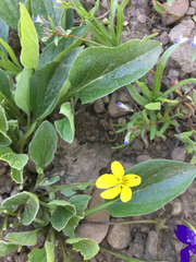 Viola praemorsa linguifolia