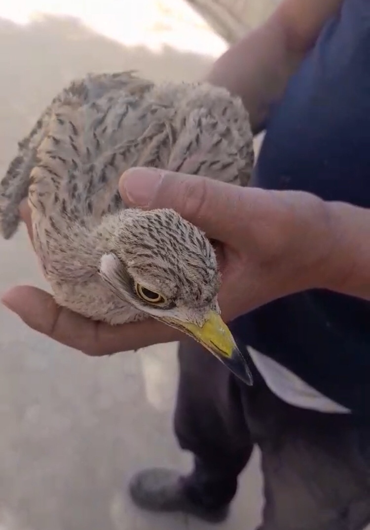 Eurasian Stone-curlew