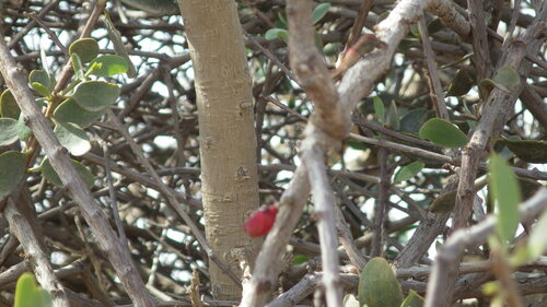 Plicosepalus acaciae