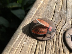 Edebessa nigropuncta