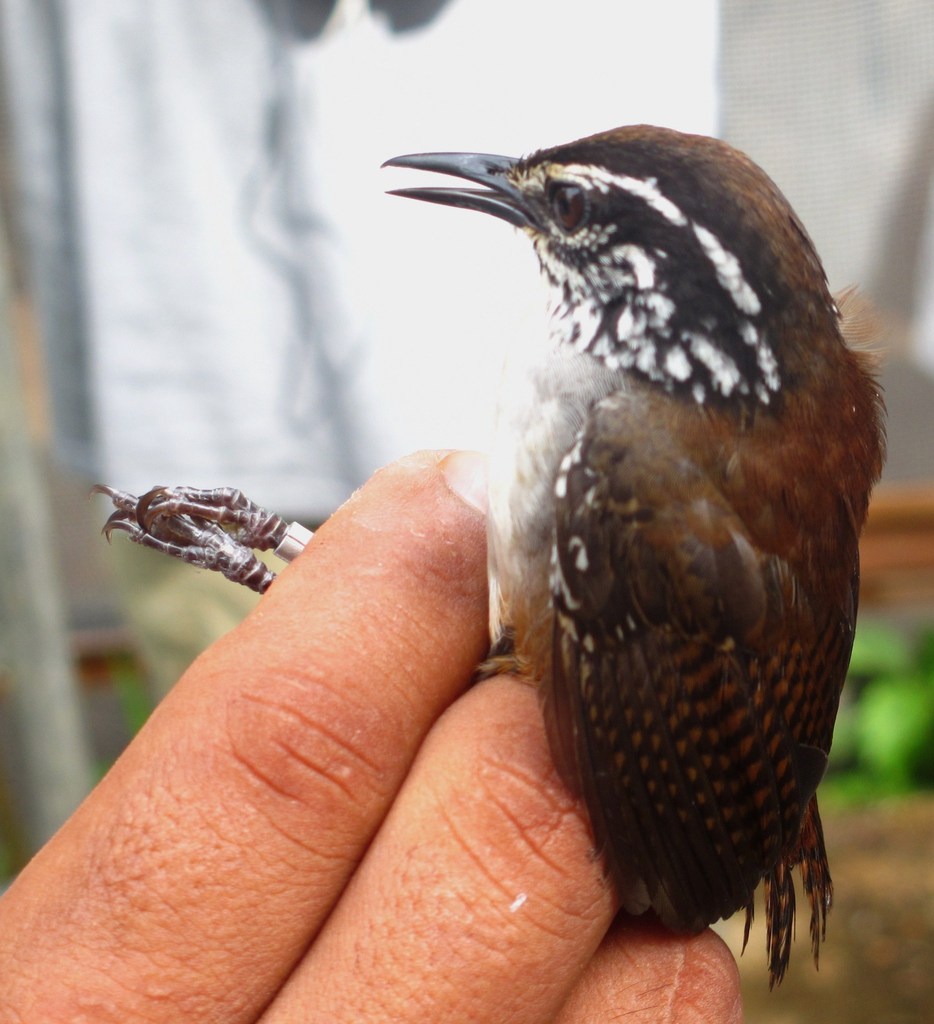 Cucarachero Pechiblanco, Henicorhina leucosticta