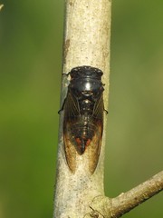 Cryptotympana