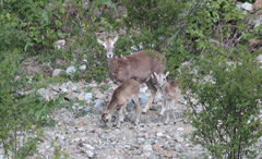 Ovis gmelini ophion