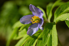 Anemonoides caerulea