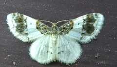 Hydrelia condensata
