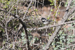 Periparus ater cypriotes