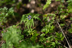 Anemonoides caerulea