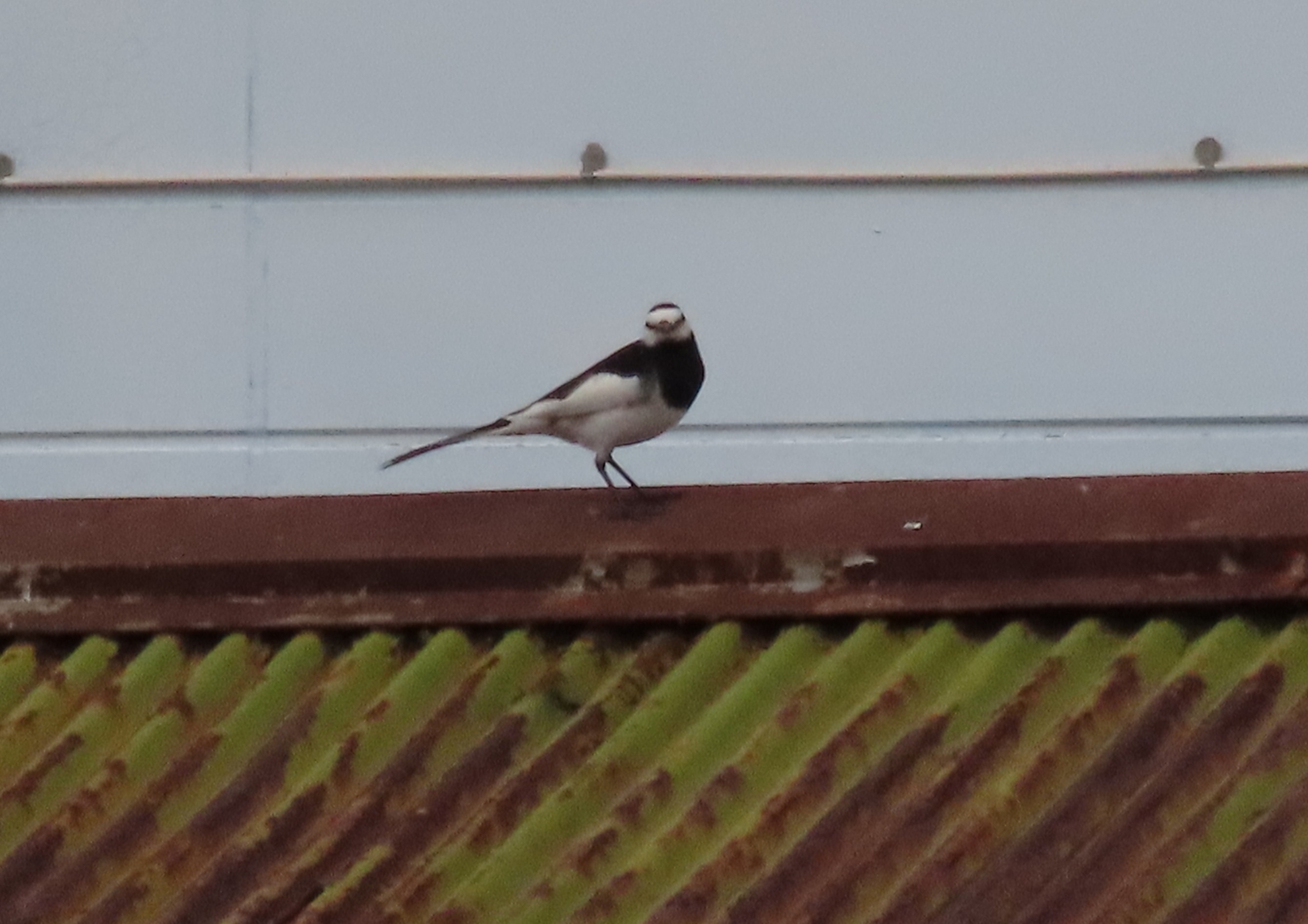black-backed wagtail, japanese pied wagtail, kamchatka pied wagtail