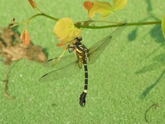 Melligomphus sinicus
