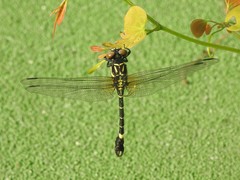 Melligomphus sinicus