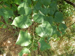 Cercis canadensis canadensis