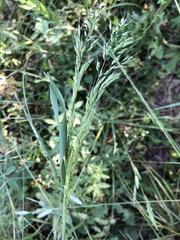 Limnodea arkansana