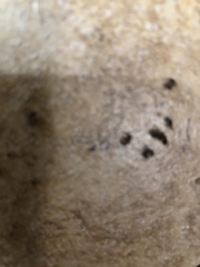 Prenolepis imparis