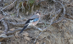 Garrulus glandarius glaszneri