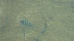 Abudefduf abdominalis