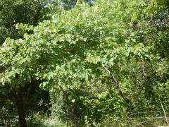 Cercis canadensis canadensis