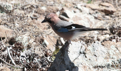 Garrulus glandarius glaszneri
