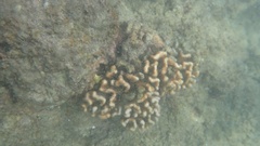 Pocillopora meandrina image