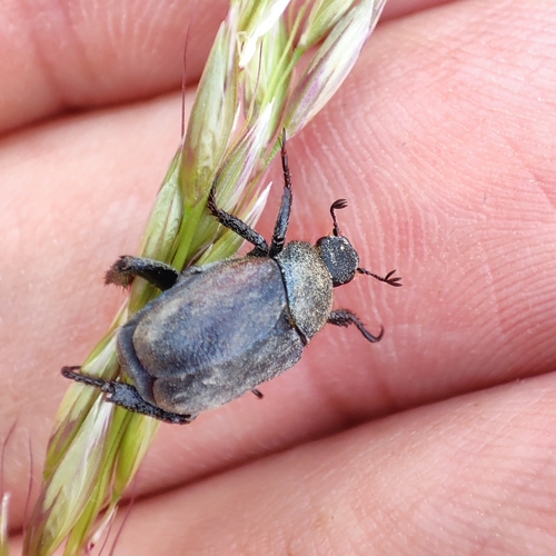 Welsh Chafer, 9747 Groningen, Netherlands, photo 6 of 10