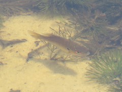 Lepomis marginatus