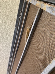 Leiocephalus carinatus