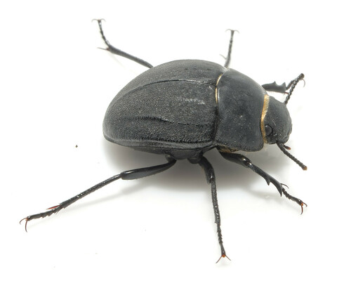 Erodius siculus