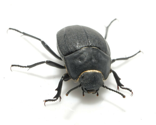 Erodius siculus