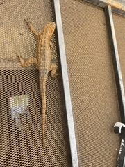 Leiocephalus carinatus
