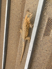 Leiocephalus carinatus