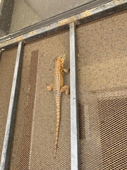 Leiocephalus carinatus