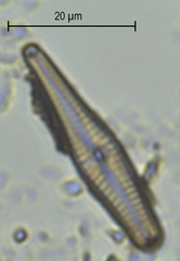 Gomphonella olivacea