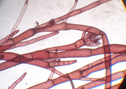 Halurus flosculosus, 2024-05-21