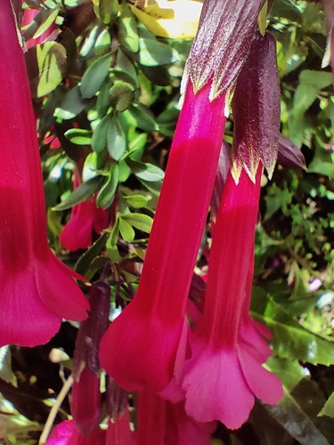 Image of Cantua buxifolia by (c) Lorenzo Giordani, some rights reserved (CC BY)