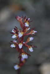 Corallorhiza maculata maculata