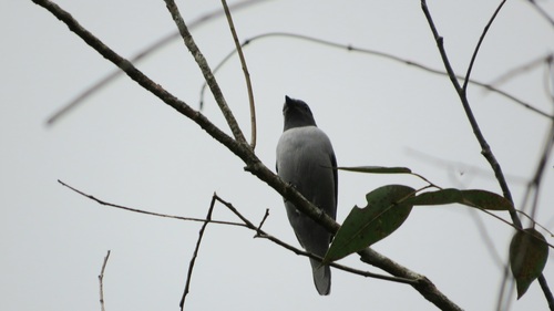 Madagascar Cuckooshrike (Ceblepyris cinereus), photo 8