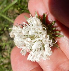 Marshallia caespitosa