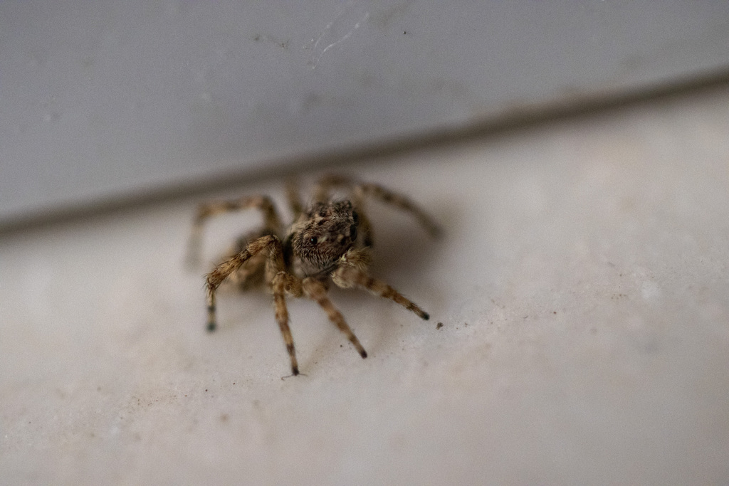 Asiatic Wall Jumping Spider from Lanzhou, Gansu, China on June 21, 2023 ...