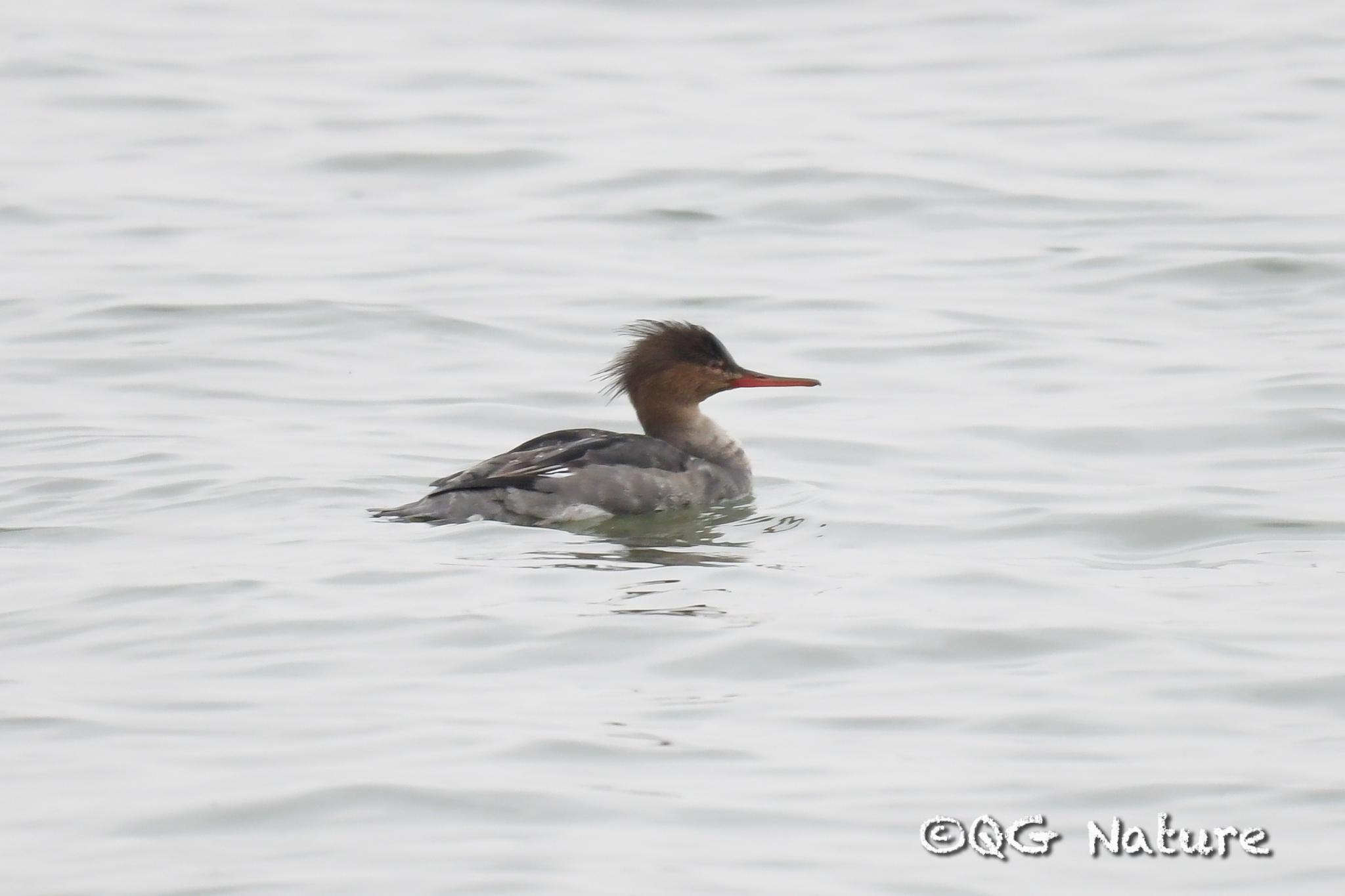 Red-breasted Merganser