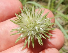 Marshallia caespitosa
