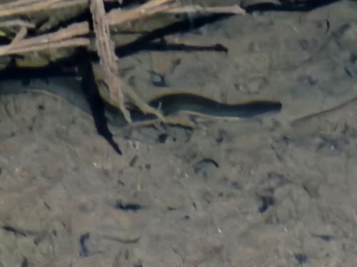 Macleay's Water Snake sighting