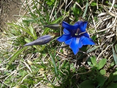 Gentiana clusii