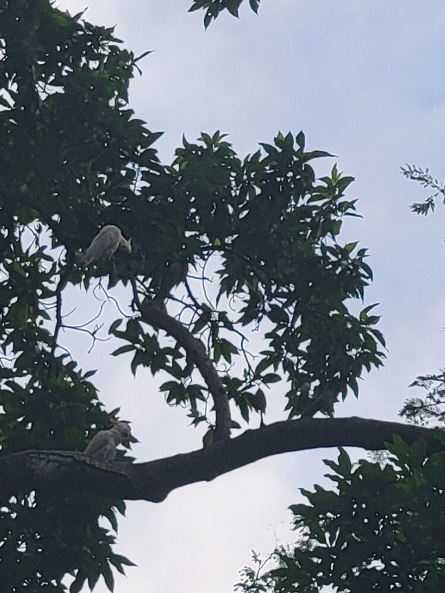 Yellow-crested Cockatoo