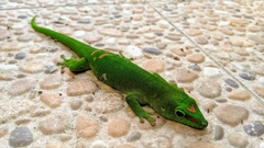 Phelsuma grandis